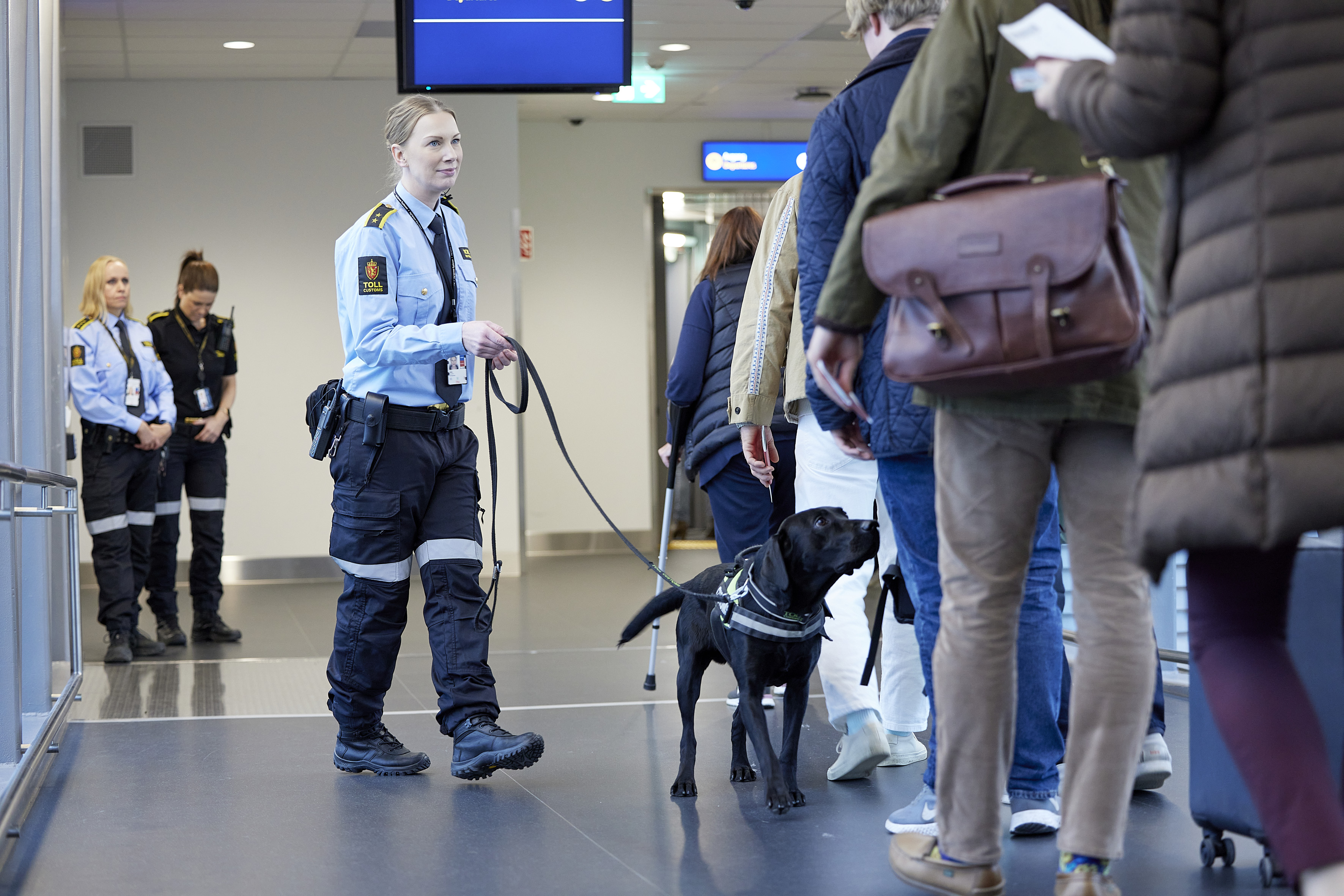 Hundetjenesten - kontroll med valutahund. Foto fra Oslo lufthavn. Foto: Mark Purnell/Tolletaten.
